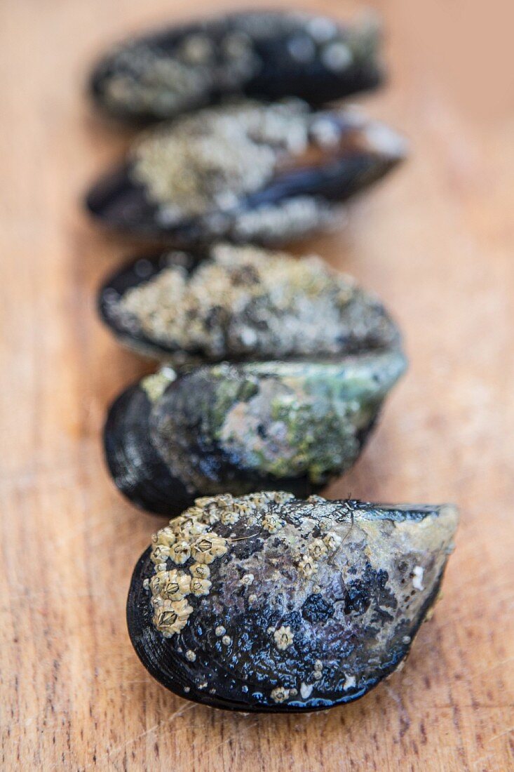 Mussels in a row on a wooden surface