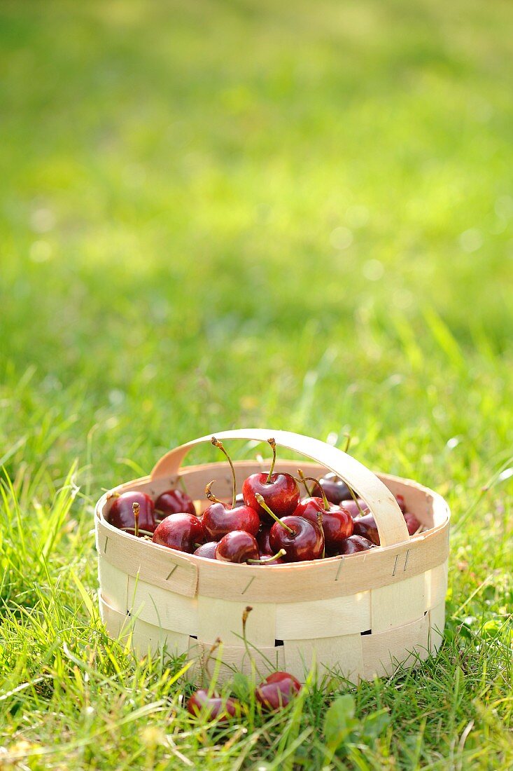 Sour cherries in a wooden basket in a field