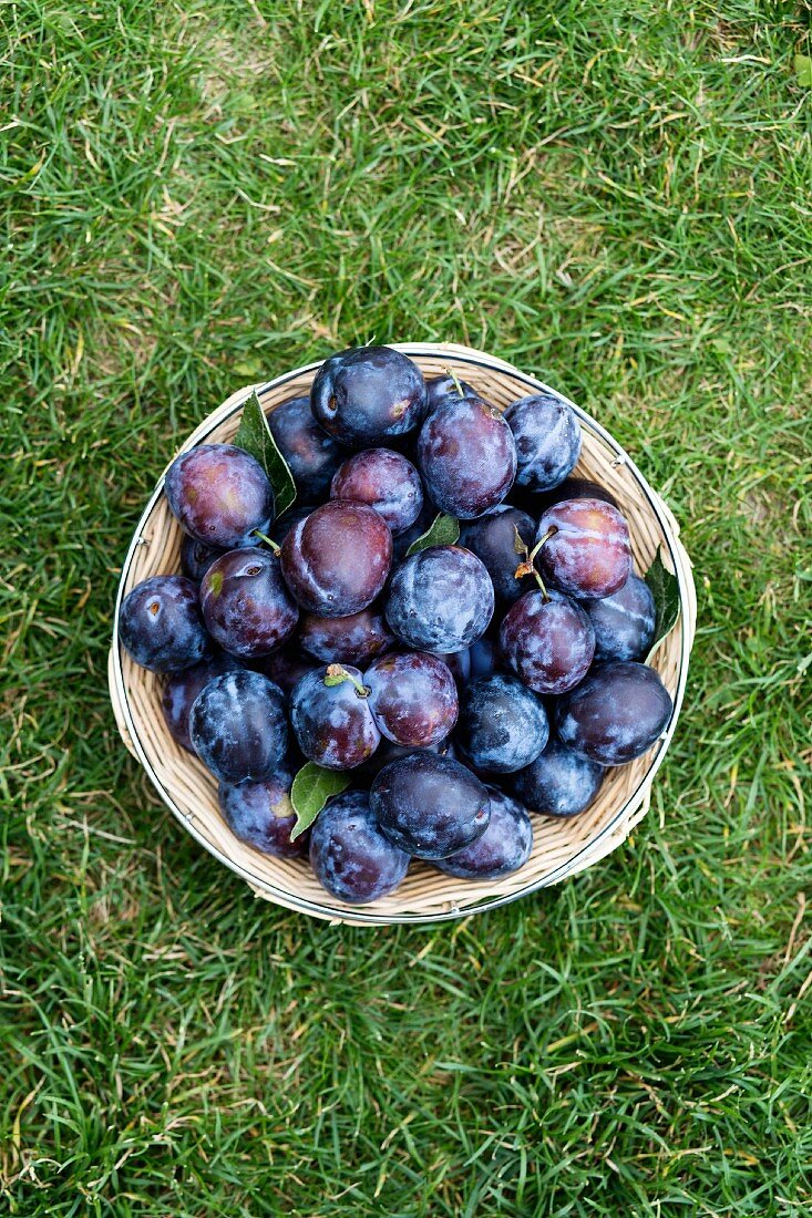 Fresh plums in a basket in a field