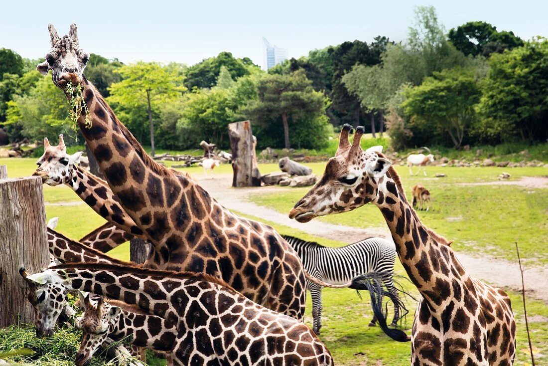 Leipziger Zoo: Giraffen und Zebra in der Kiwara-Savanne