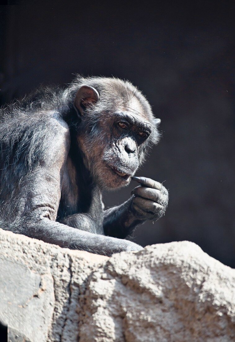 A bored chimpanzee at Leipzig Zoo
