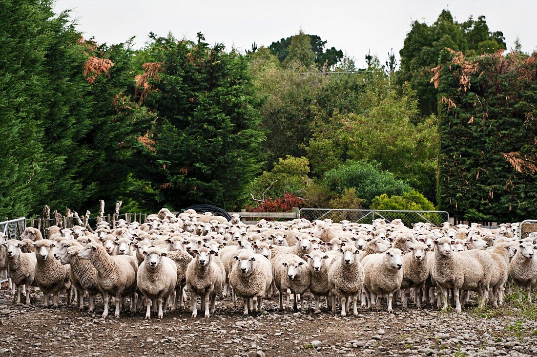 Coopworth sheep in a farmyard (Canterbury, New Zealand)