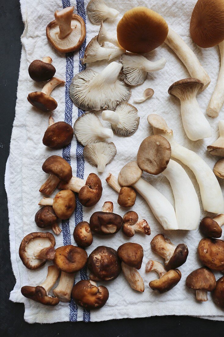 King trumpet, piopinni, maitake, shitake, oyster and matsutake mushrooms on a white tea towel