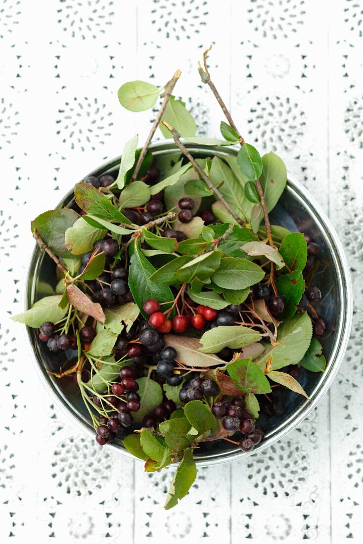 A bowl of aronia berries with leaves