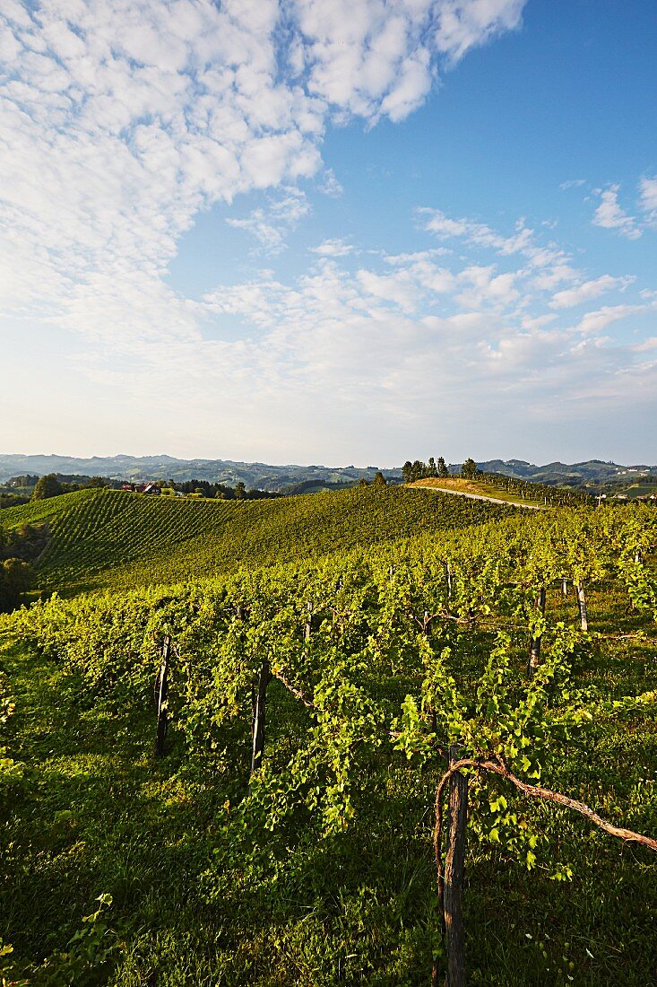 Weingarten in der Südsteiermark, Österreich