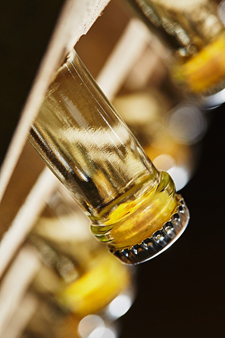 Lees in bottles of champagne on a remuage rack (Schlumberger champagne producer, Vienna, Austria)