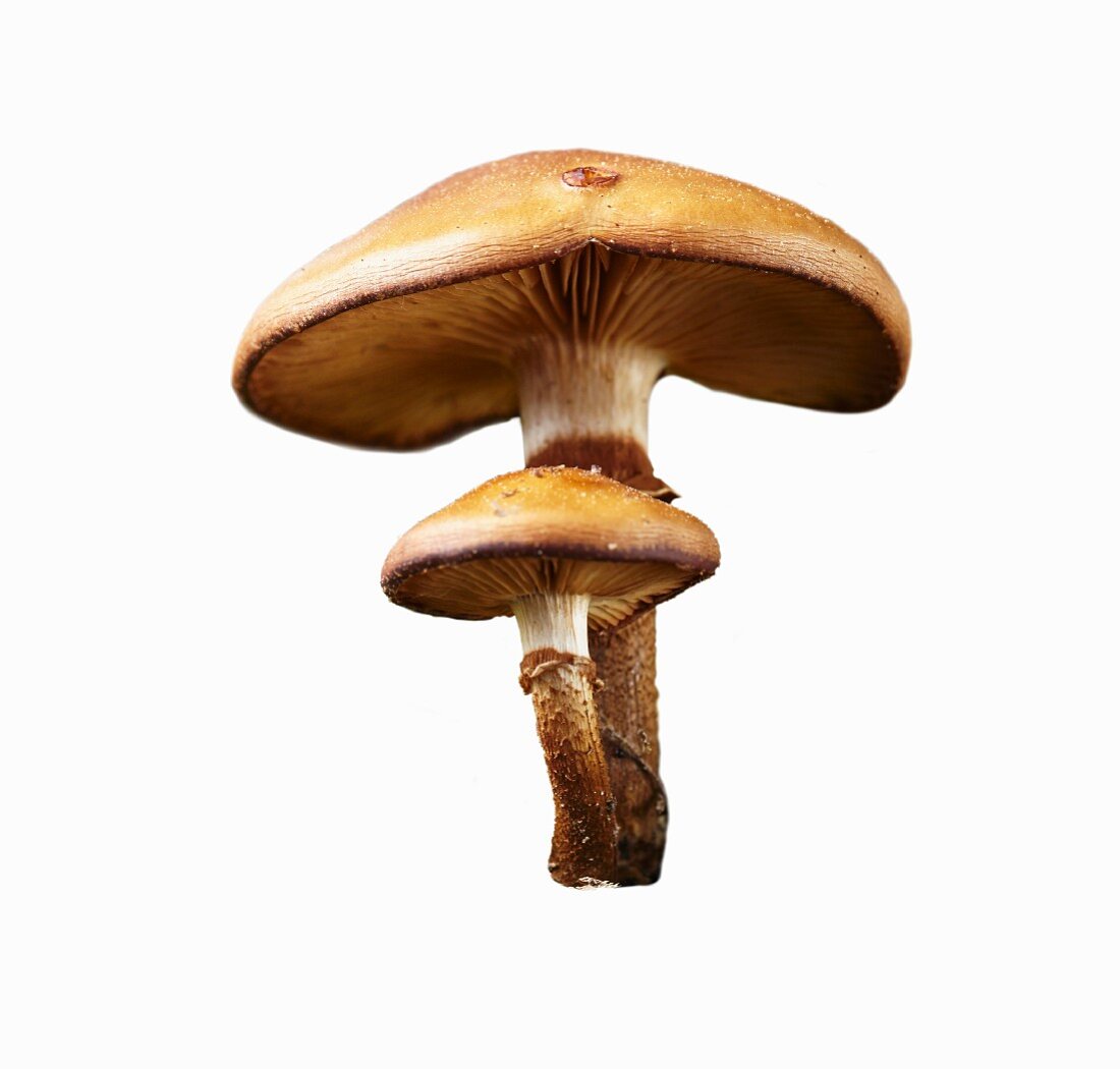 Fresh sheathed woodtuft mushrooms