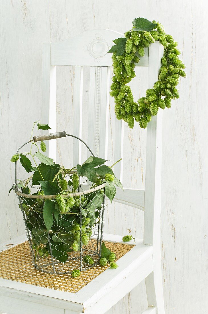 Wreath of hops hanging on chair backrest and wire basket of hops