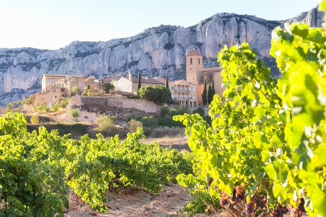 Weinberg im Priorat, Katalonien, Spanien