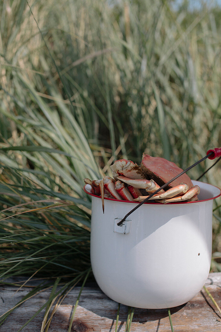 Crabs in a bucket on a jetty