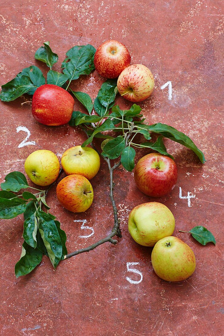 Five types of apples – 1 Royal Gala, 2 Evelina, 3 Cox Orange, 4 Braeburn, 5 Jonagold
