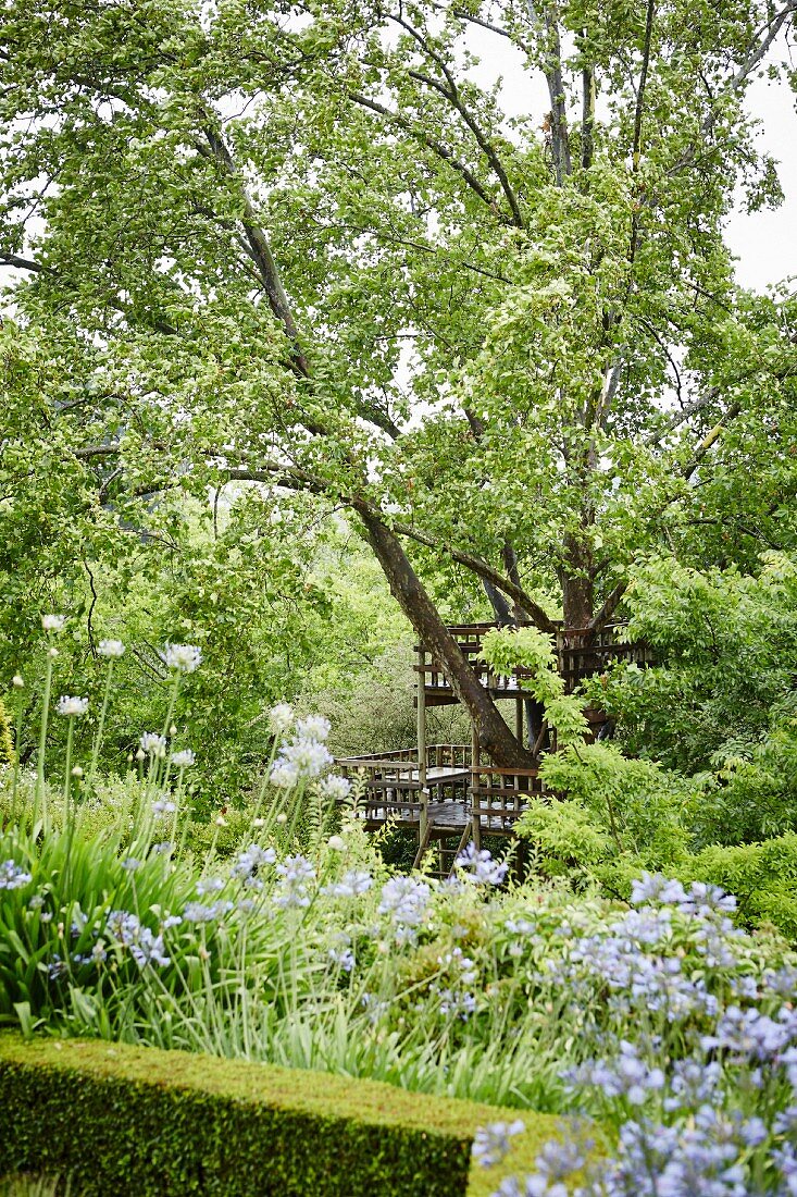 View through flowering agapanthus to summery seating area with wooden platforms on different levels in and around tree