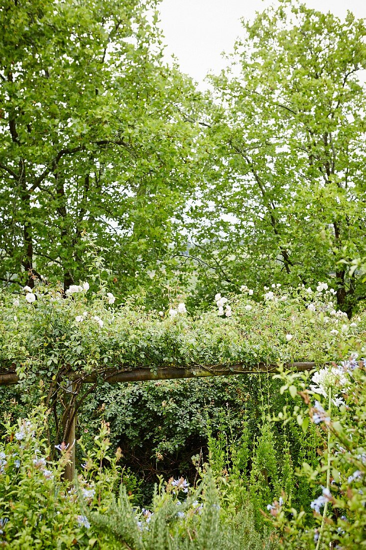 Wooden pergola covered in pink-flowering climbing rose in enchanting gardens