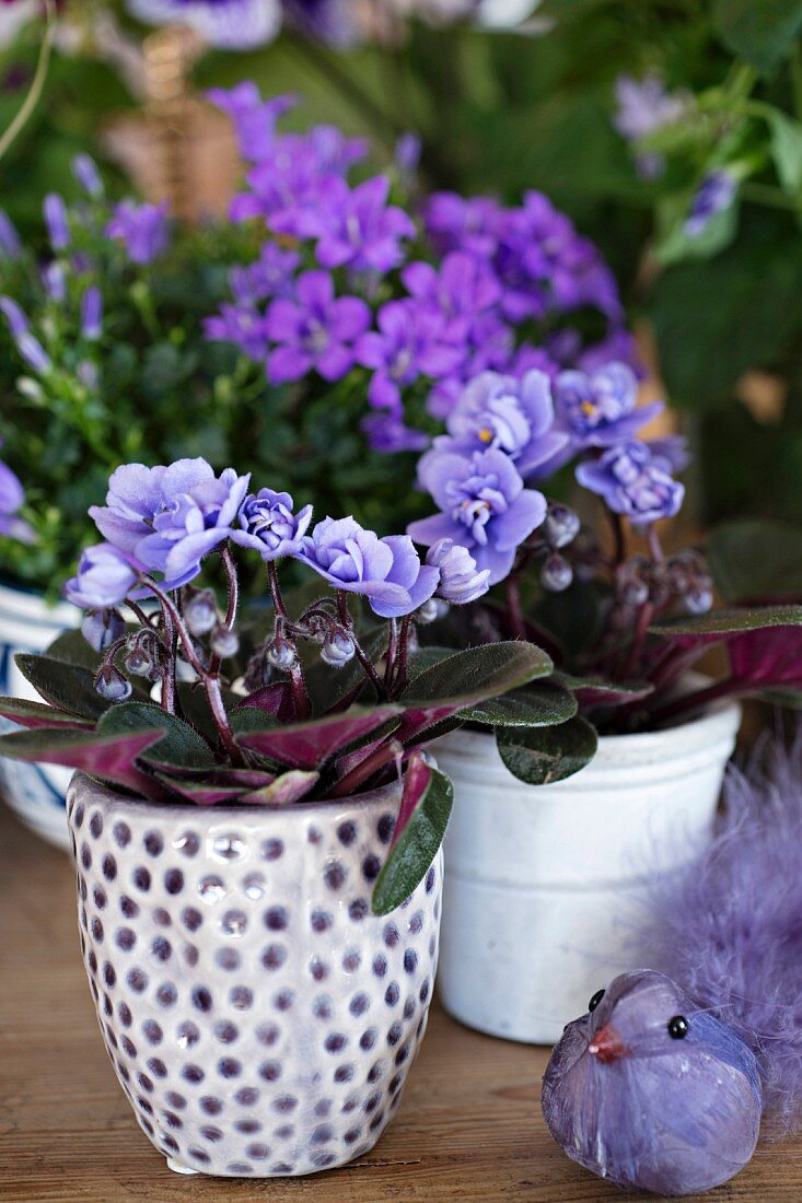 Pale purple African violets in ceramic pots, one spotted, and purple bird ornament