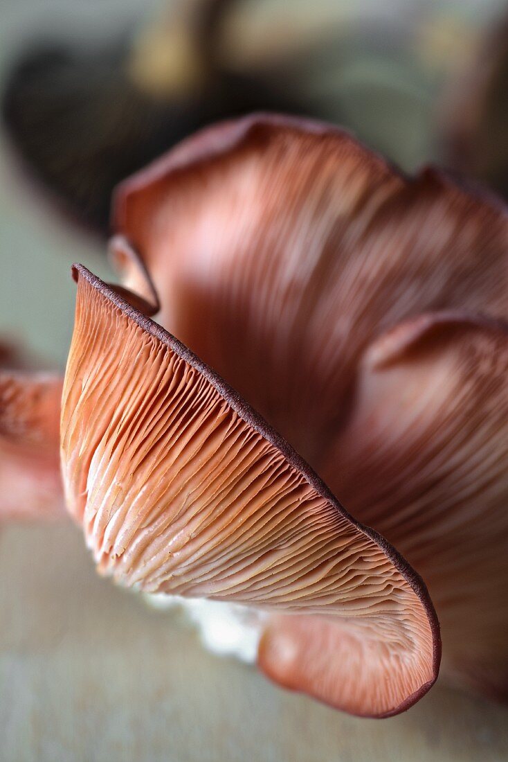 Fresh pink oyster mushrooms (close-up)