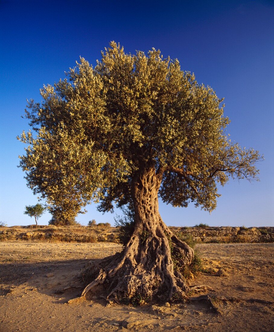 Alter Olivenbaum im Tal der Tempel bei Agrigent auf Sizilien