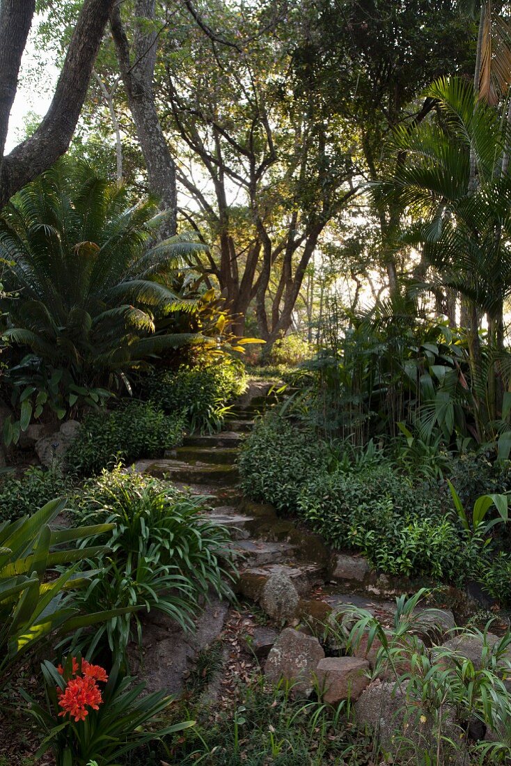 Steintreppe in tropischem Garten mit japanischem Sagopalmfarn (Cycas revoluta)