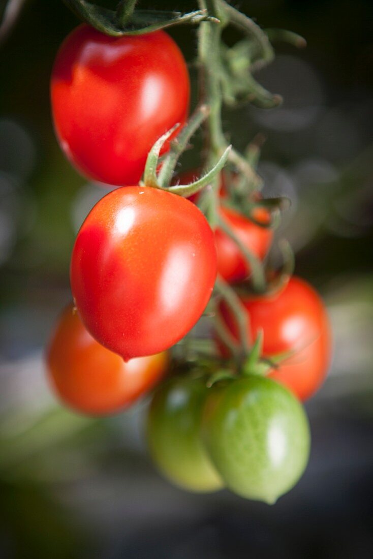 Ripe plum tomatoes on a vine