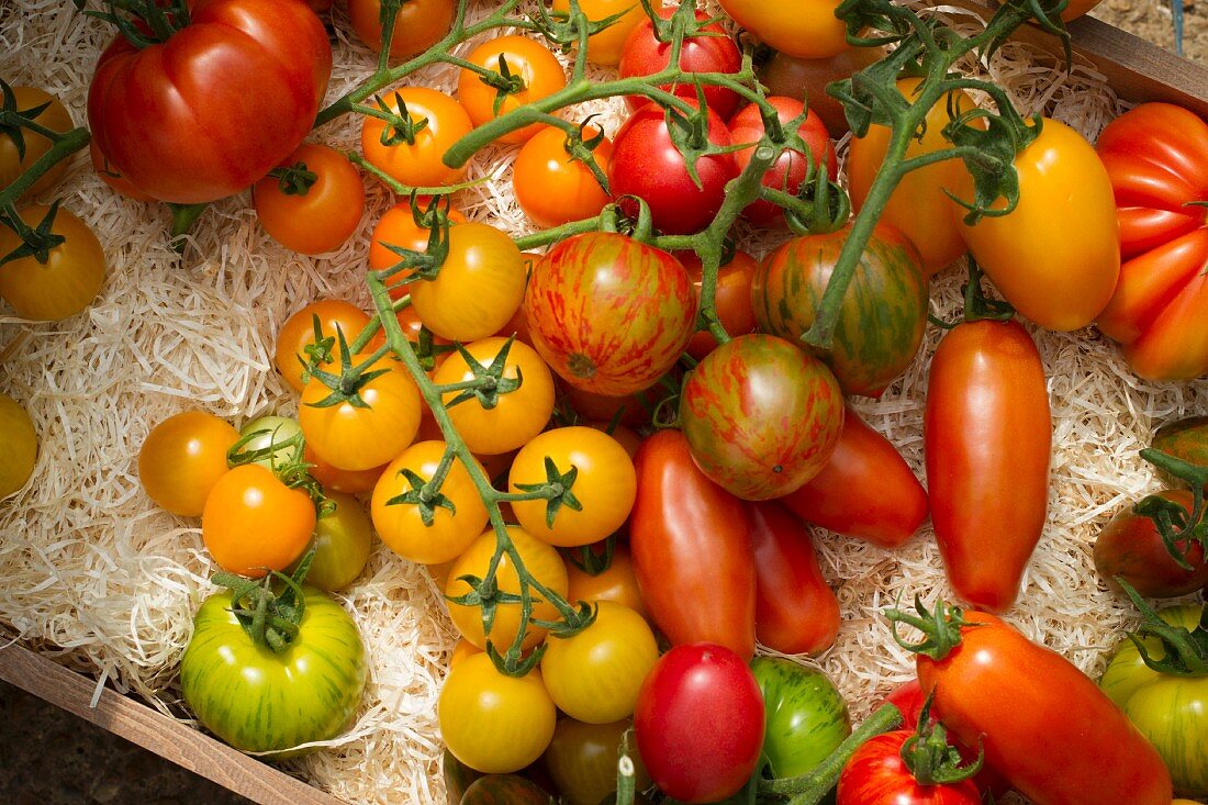 Various types of tomatoes in straw