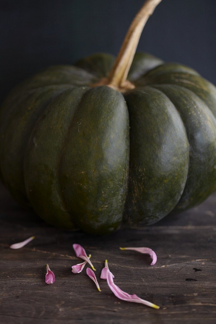 A dark-green Muscade de Provence pumpkin
