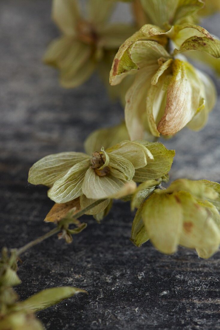 A vine of hops flowers