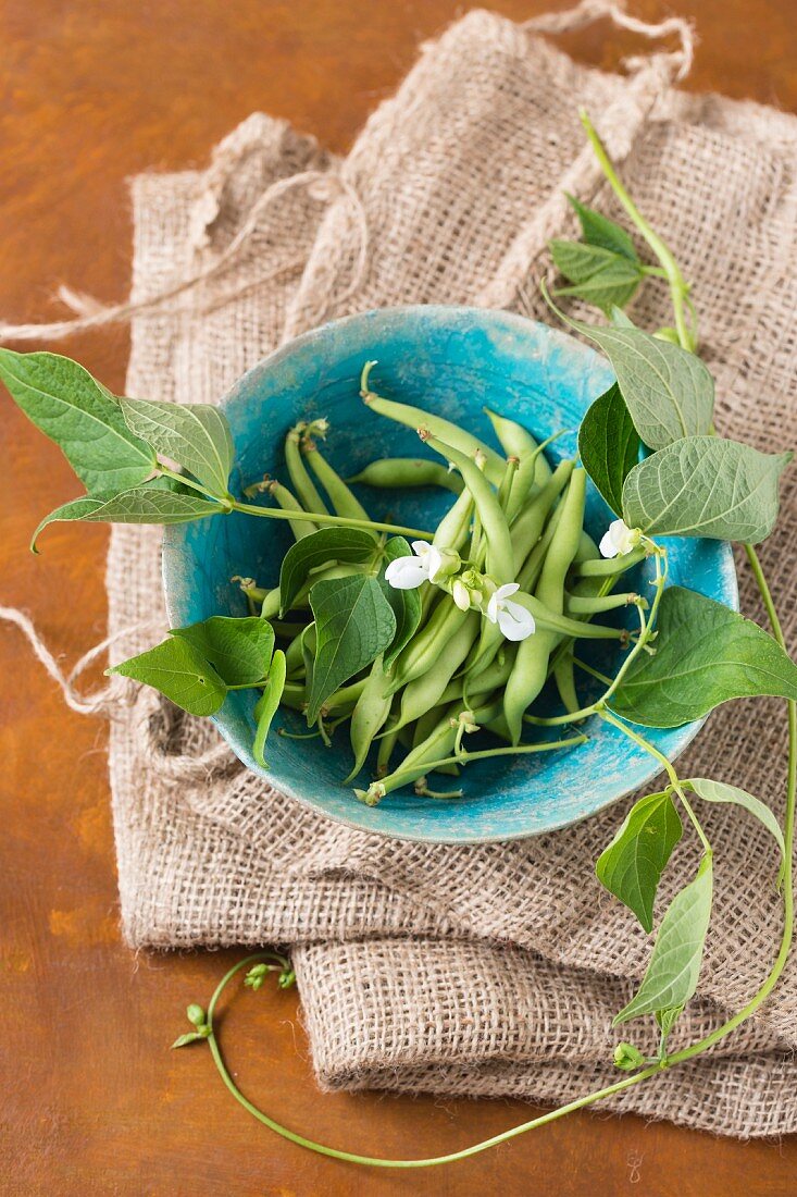 Green beans, bean flowers and leaves