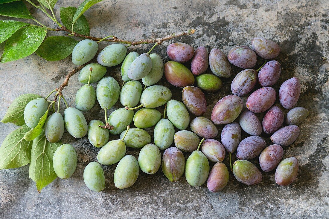 Young green and purple plums on a metal surface