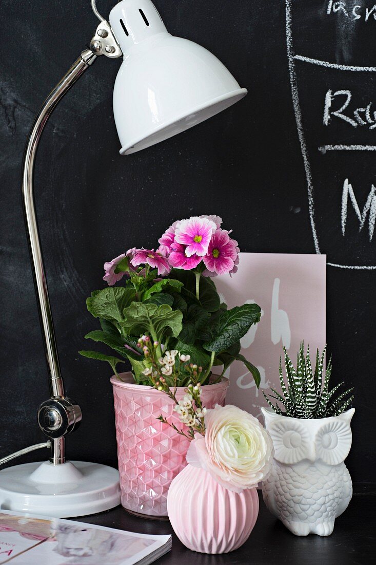 German primrose, ranunculus and Haworthia next to desk lamp