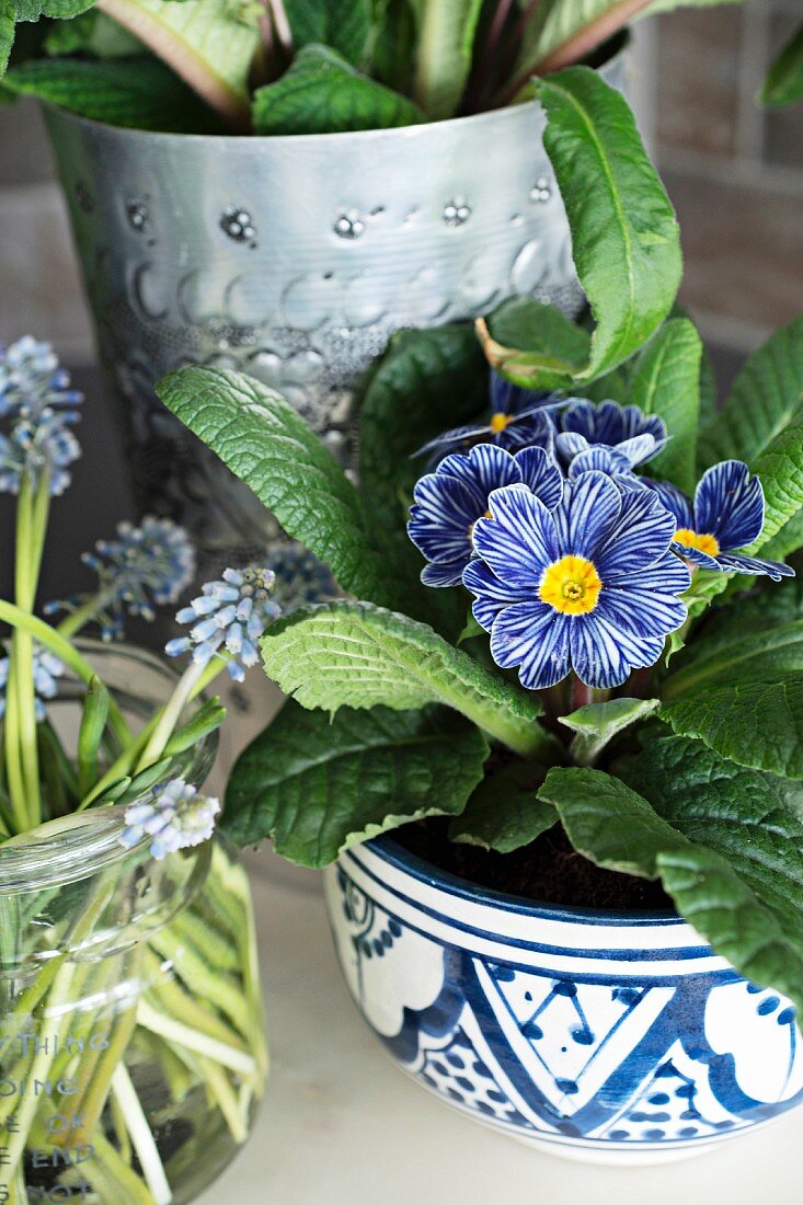 Grape hyacinths and primrose 'Zebra blue'