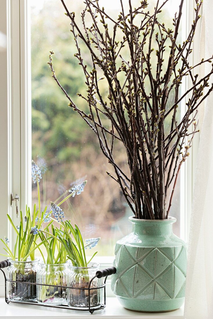 Grape hyacinths in glasses and vase of cherry branches on windowsill