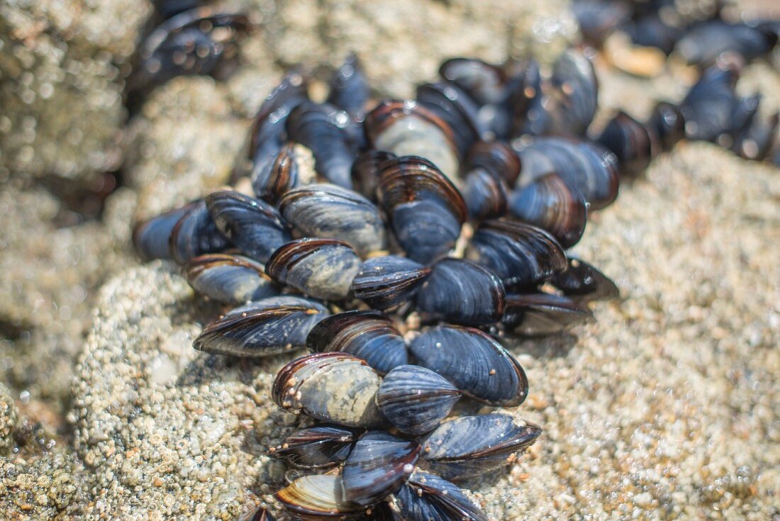 Fresh mussels by the sea