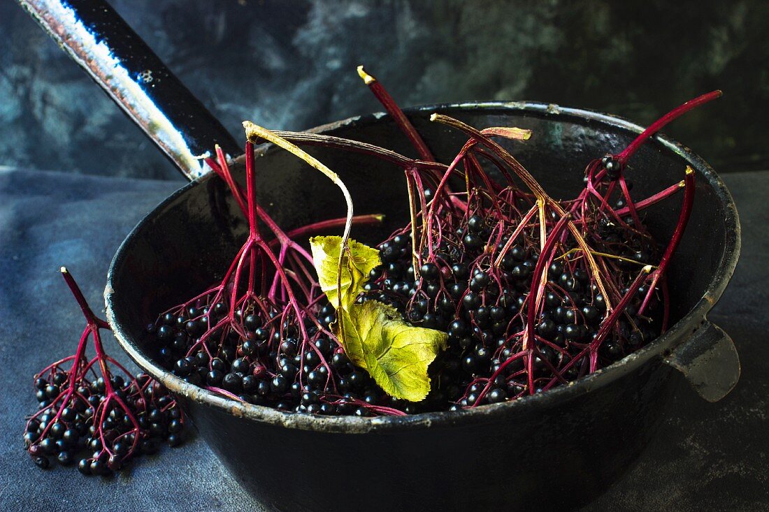 Freshly harvested elderberries in an antique enamel sieve on a black surface