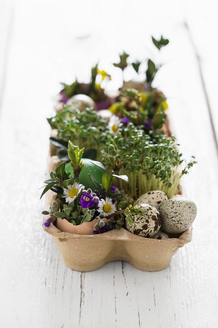 Easter arrangement of cress, quail eggs and flowers in egg box