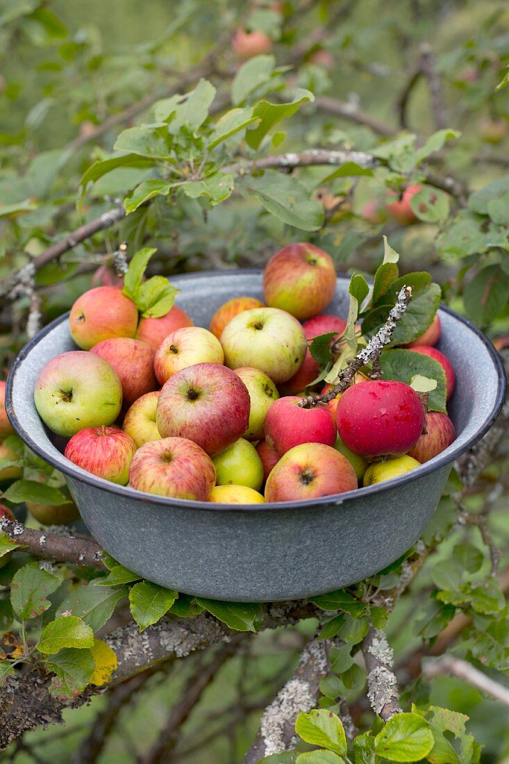 Viele frisch geerntete Bio-Äpfel von der Streuobstwiese in einer grauen Emailleschüssel auf den Ästen eines Apfelbaums