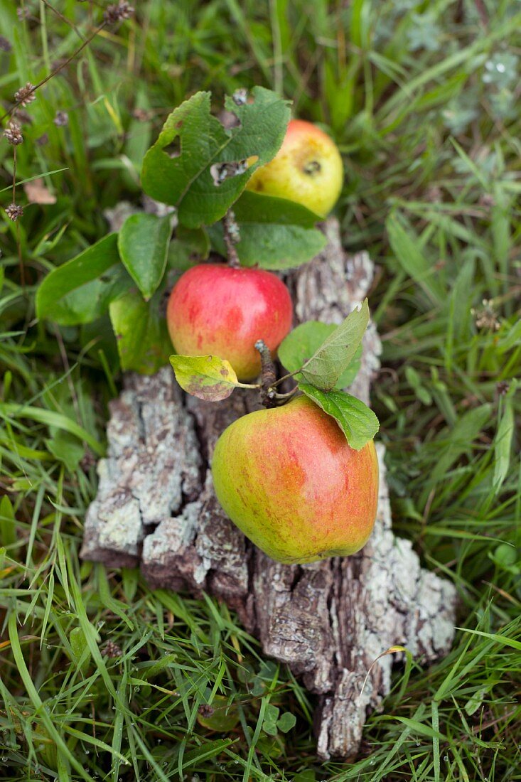 Three apples with leaves from orchard lying on piece of pear tree bark on grass