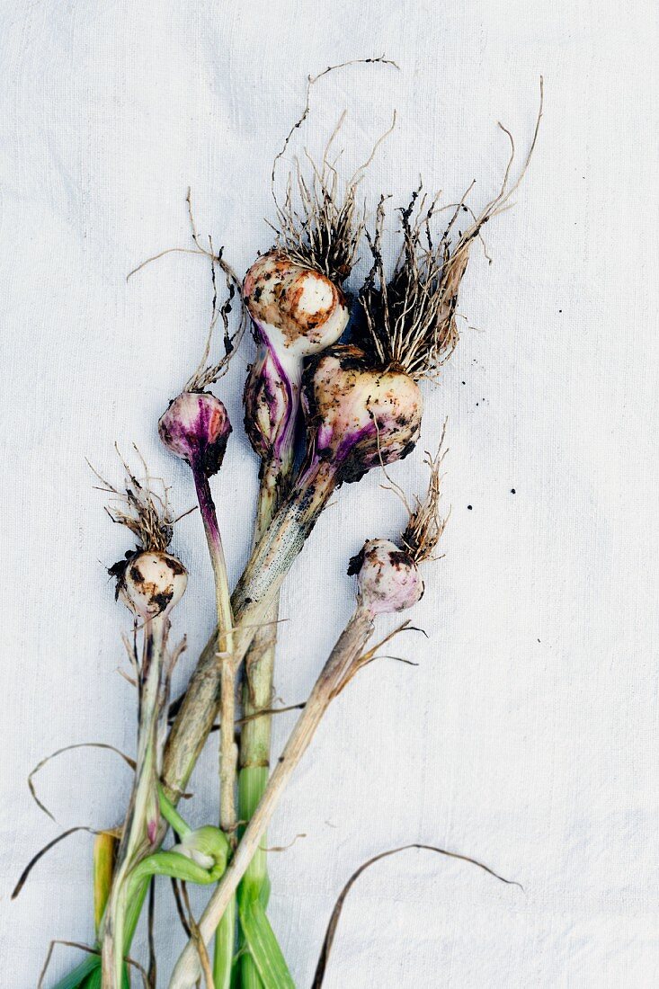 Freshly harvested organic garlic with soil on a linen cloth