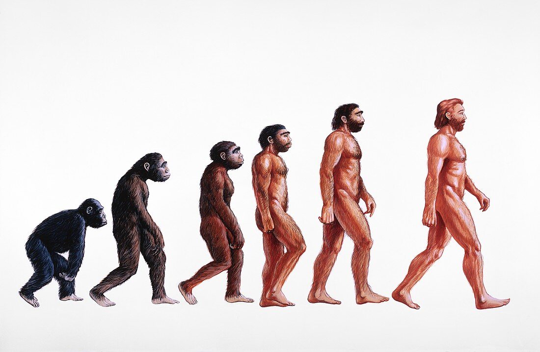 Stages in human evolution