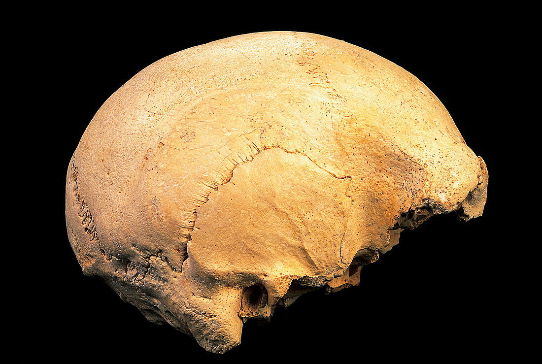Skull 4,Sima de los Huesos