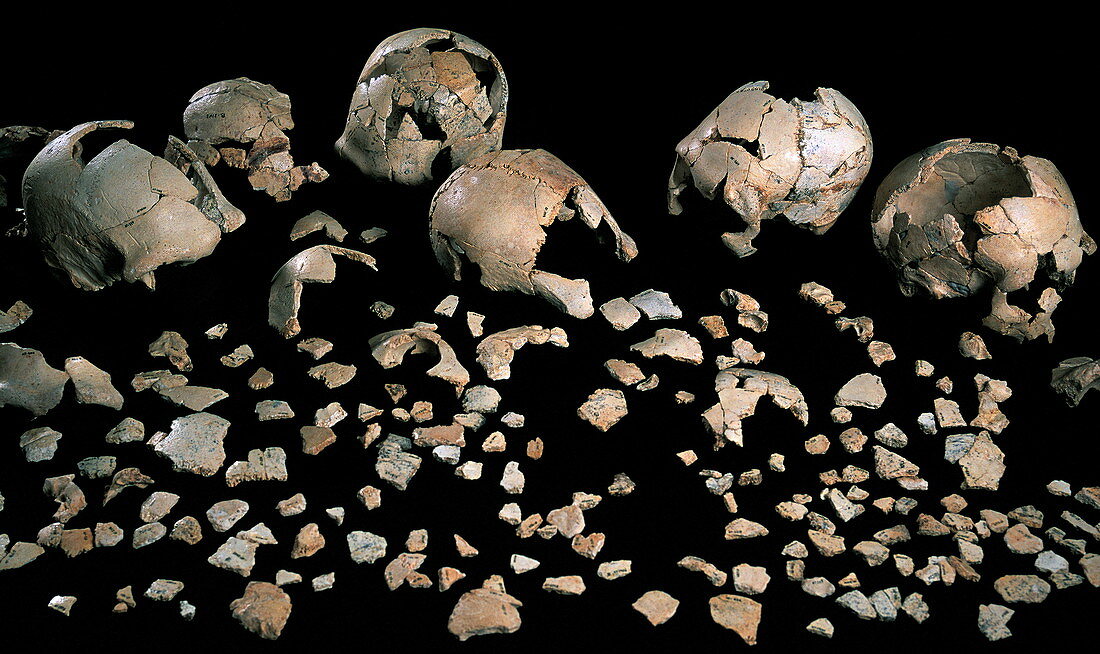 Fossilised skulls,Sima de los Huesos