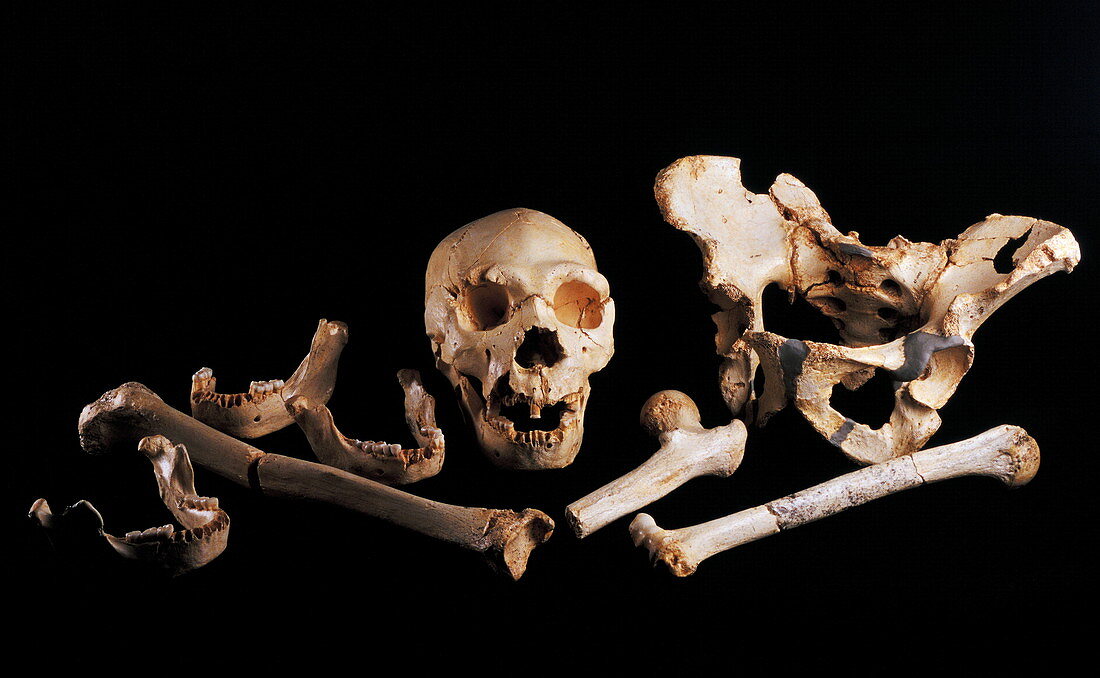 Human fossils,Sima de los Huesos