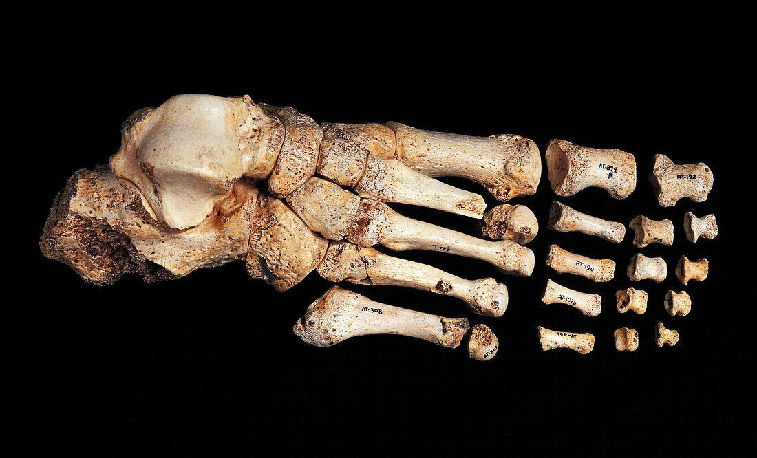 Fossilised foot,Sima de los Huesos