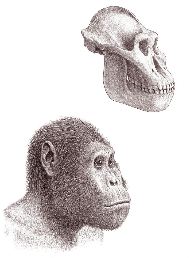 Australopithecus garhi skull and face