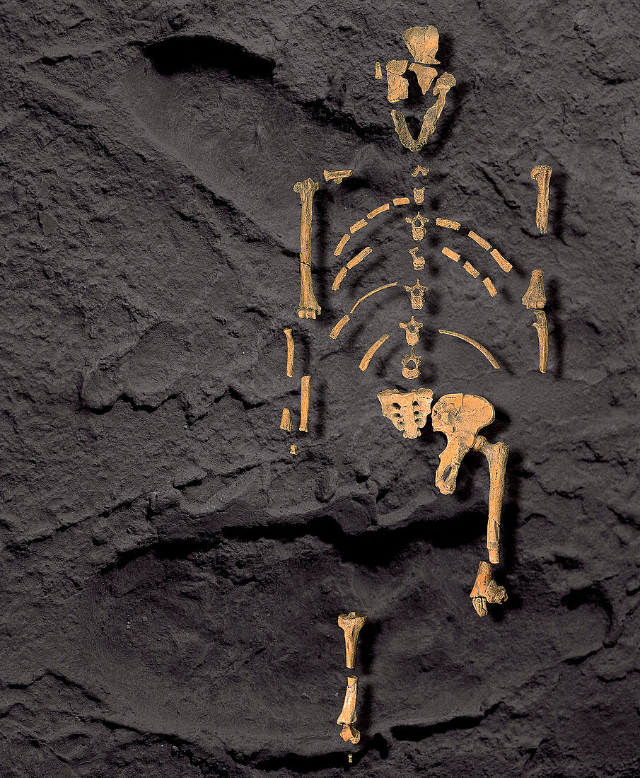 Footprints and skeleton of Lucy