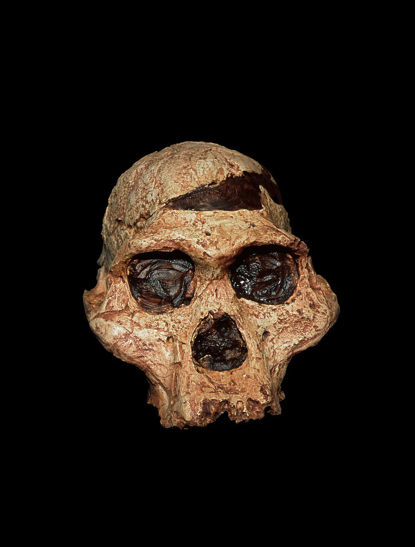Hominid skull,Australopithecus africanus