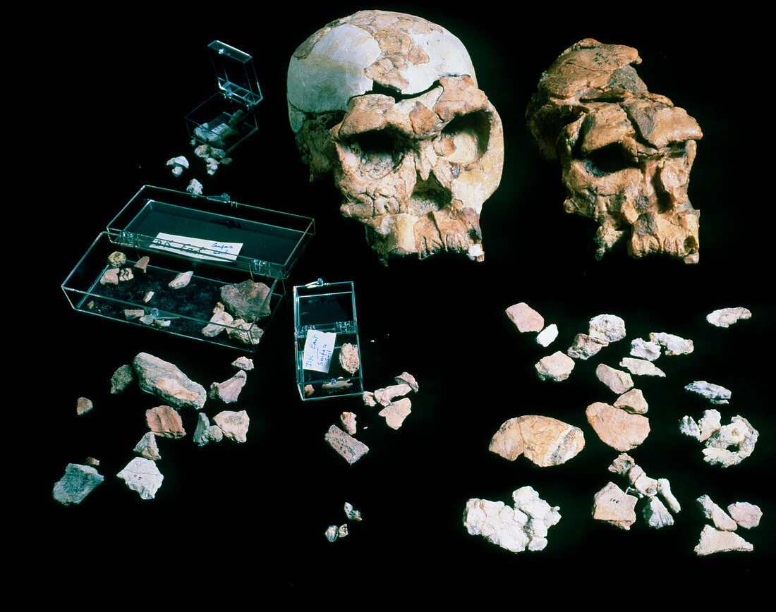 Reconstructed skull of fossil hominid-Homo Habilis