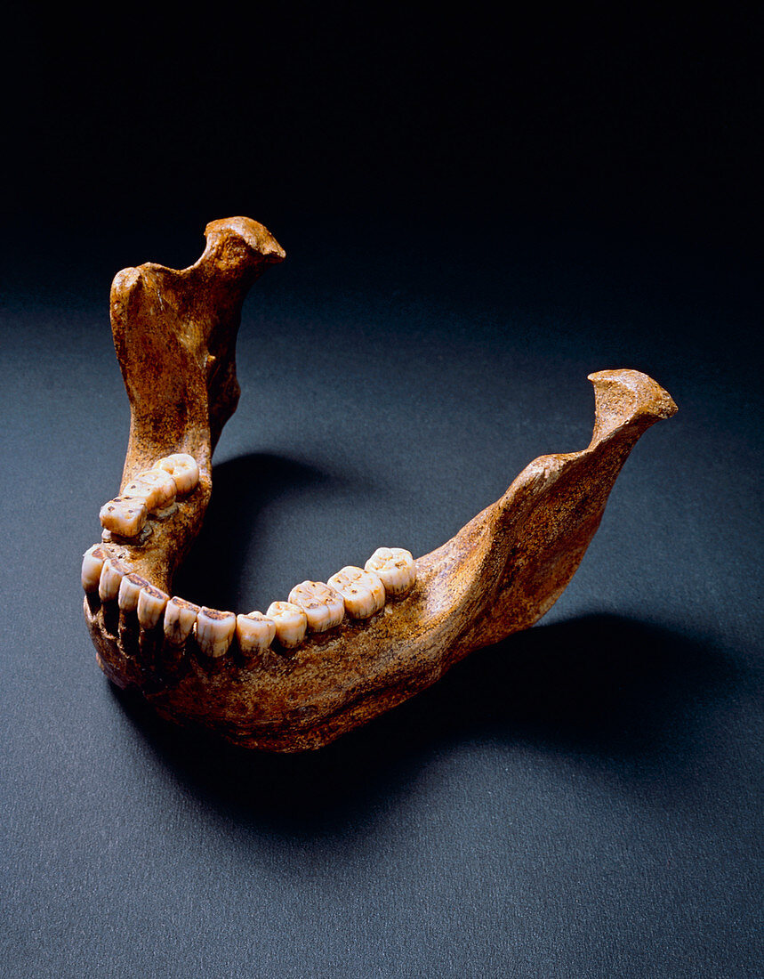 Lower Jaw bone of Heidelberg man