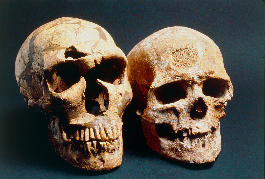 Neanderthal and Cro-Magnon 1 skulls