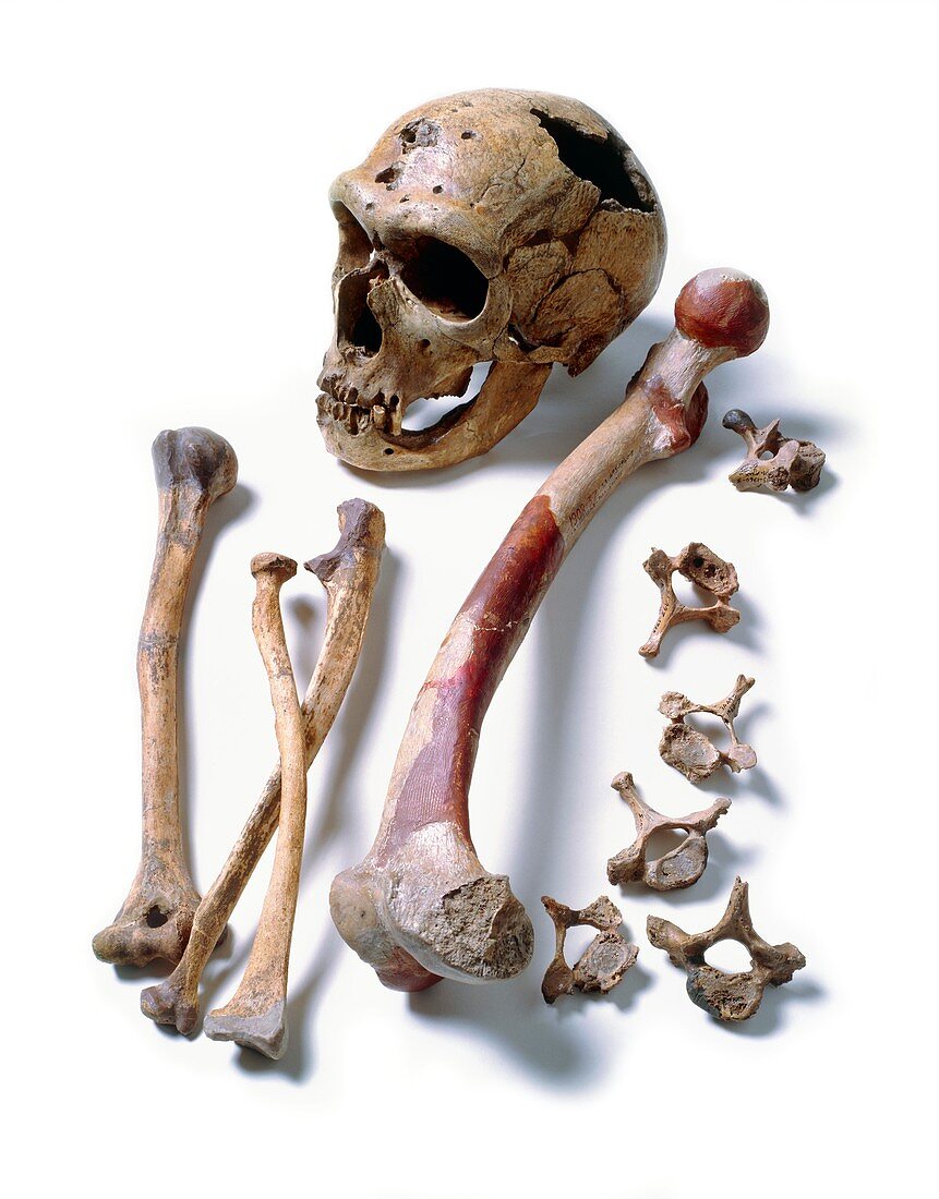 Fossil skull & bones of Neanderthal man