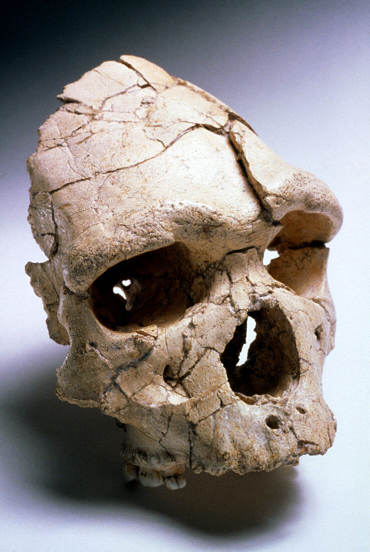 Arago man,a hominid fossil skull