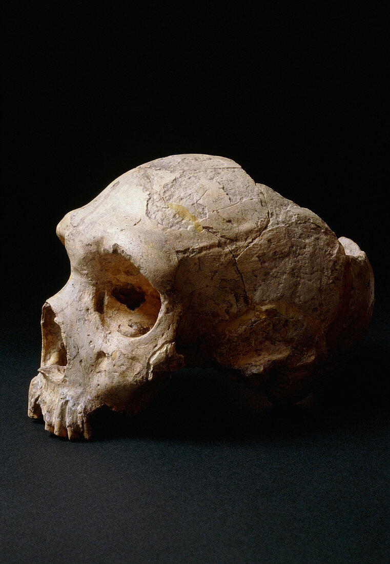 Fossil skull of Gibraltar man